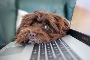 dog, containment, telework, bichon, havanese, cute, nature, laptop, keyboard, computer science, pet, reflection, animal, animals
