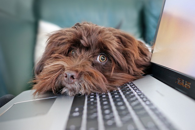 dog, containment, telework, bichon, havanese, cute, nature, laptop, keyboard, computer science, pet, reflection, animal, animals