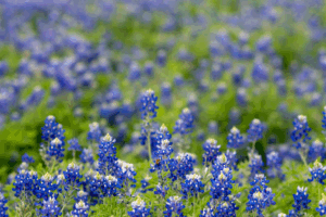 Texas bluebonnets, symbolizing resilience and memory.