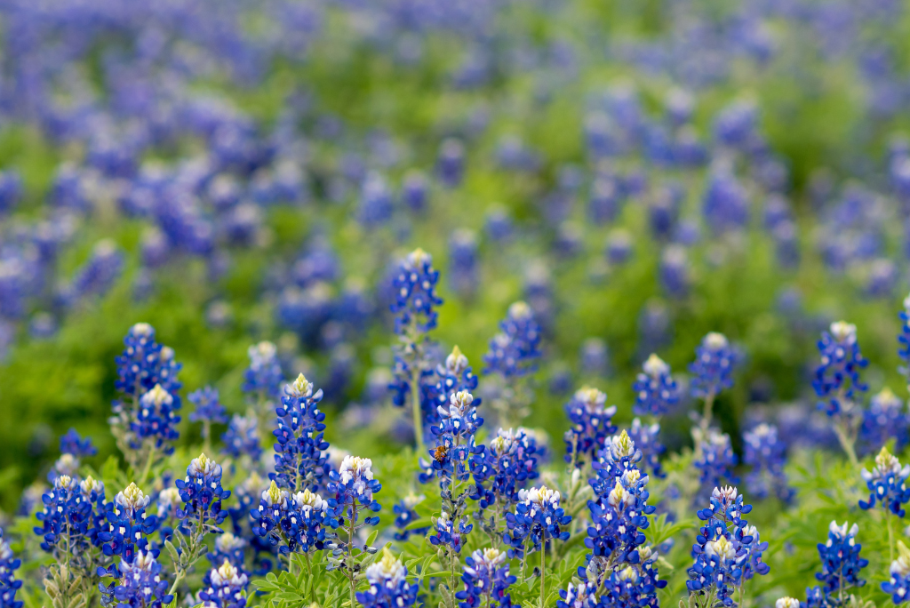 Texas bluebonnets, symbolizing resilience and memory.
